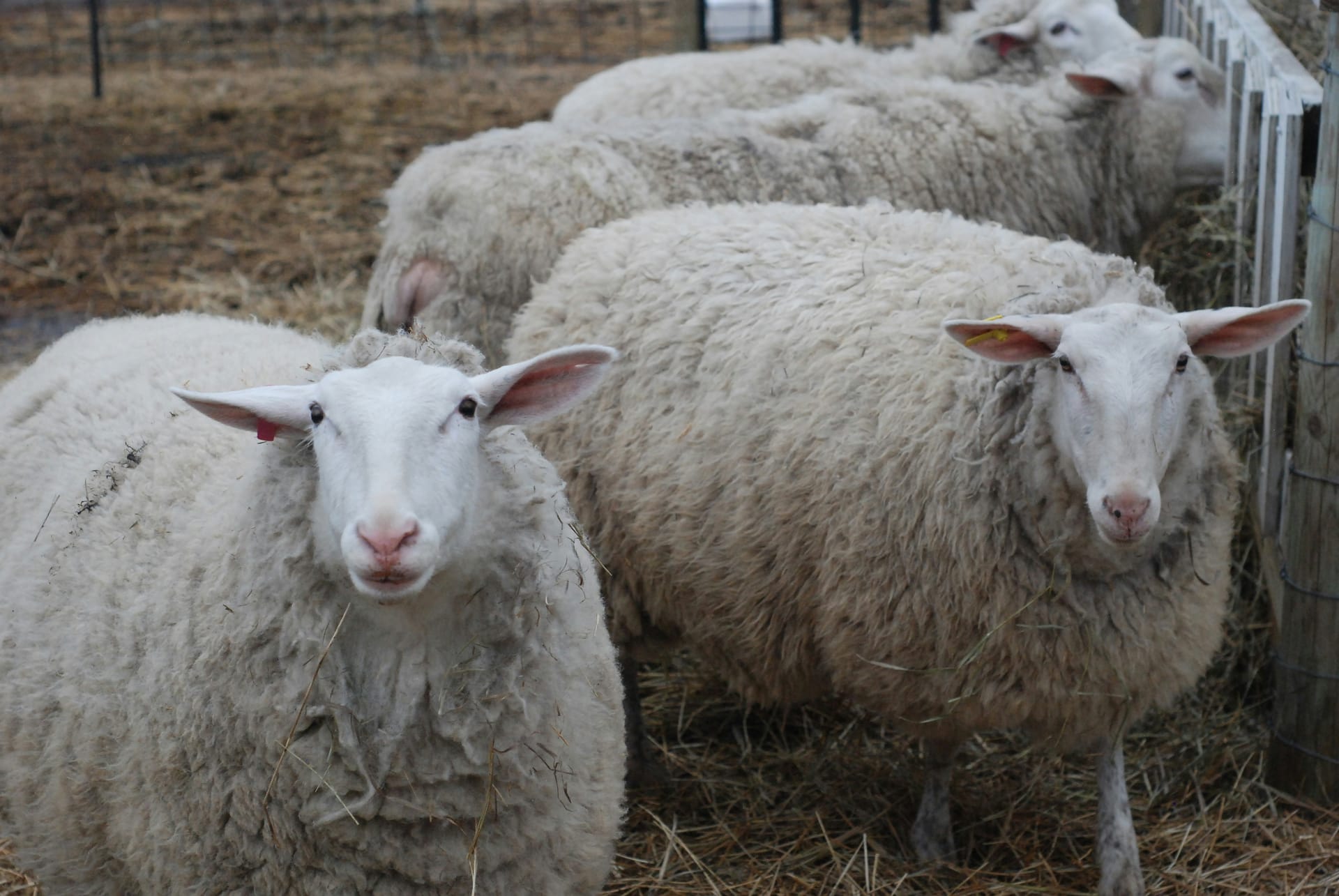 Qurban Sheep