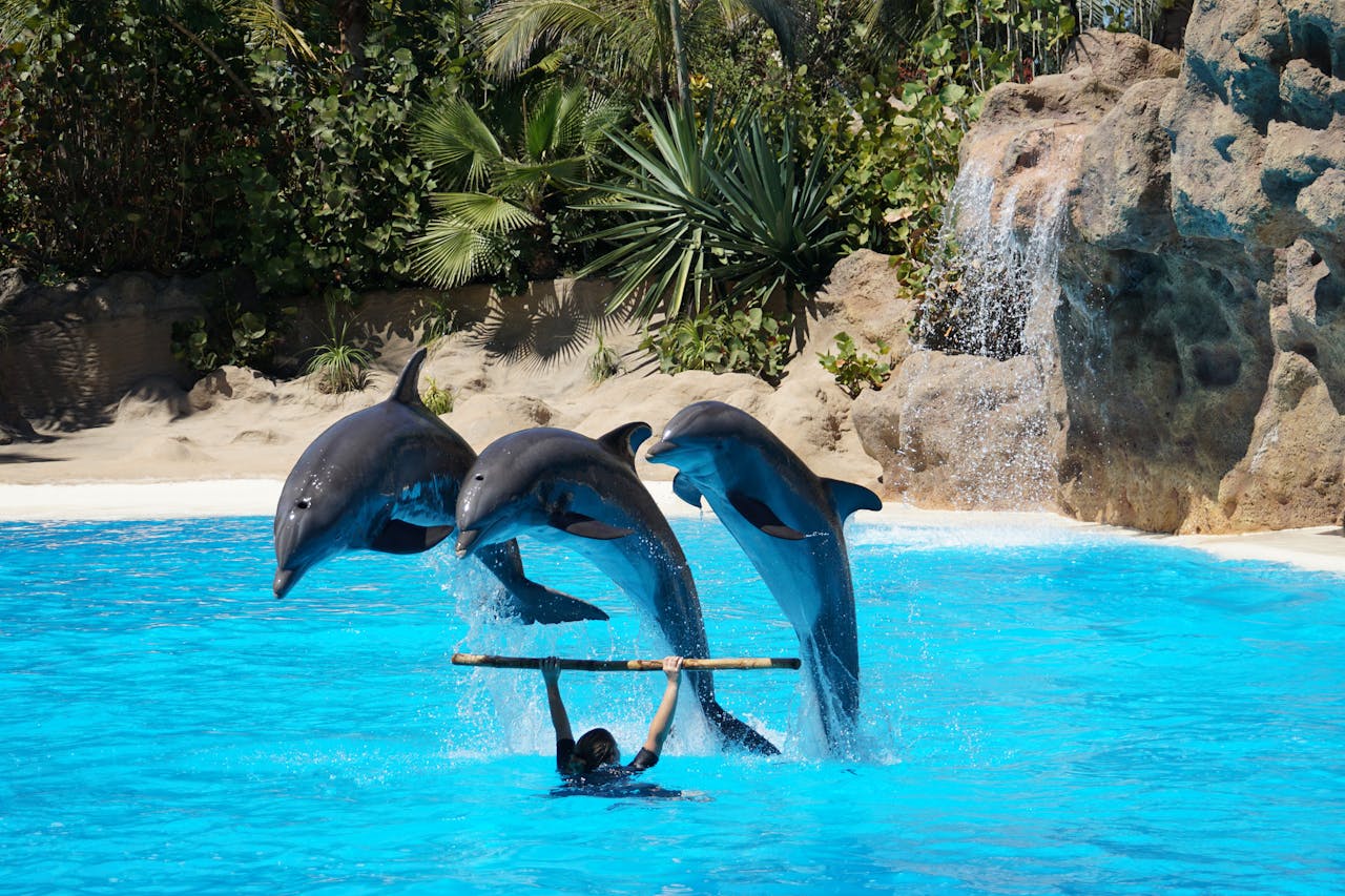 Three dolphins jumping in unison out of a blue pool during a performance, with a trainer in the water holding a prop.